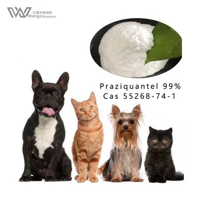 Biltricide Praziquantel Powder White Crystalline for anti worm medication