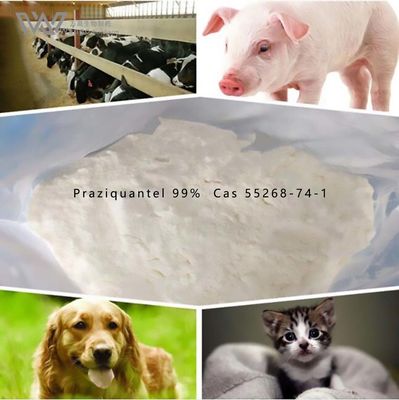 Biltricide 99% Praziquantel For Tapeworms Anthelmintic Veterinary Drugs