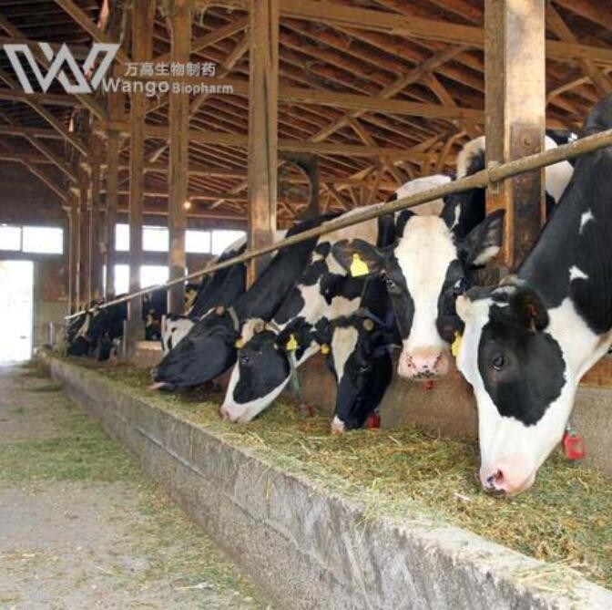 USP 39 Praziquantel For Schistosomiasis Treat Infections  55268-74-1